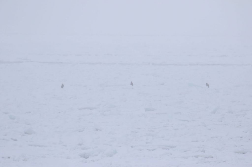 流氷の上のオオワシ